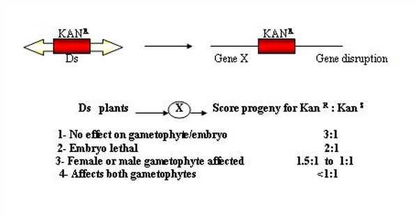 Screening for gametophytic mutations by reduced transmission of kan R in Ds lines 