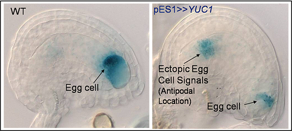 Auxin Female Gametophyte