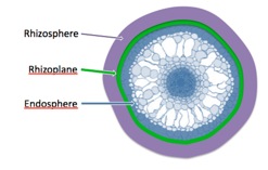 Rice Rhizosphere