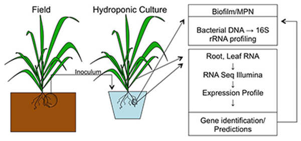 Hydroponics