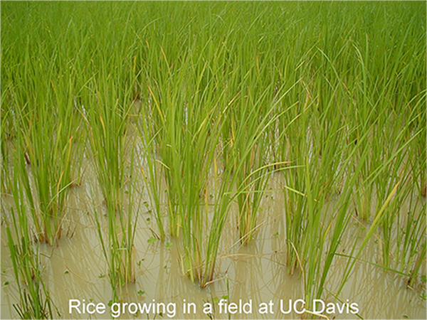 Rice Rhizosphere