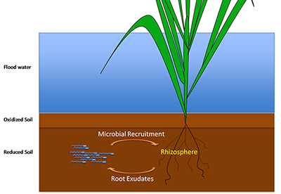 Rice Rhizosphere