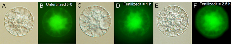 Rice Zygote