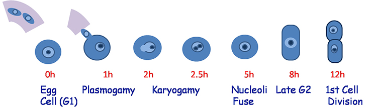 Rice Zygote Fertilization