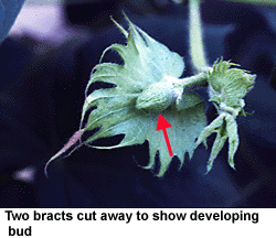 What do a cotton plant, blooms & bolls look like? VIDEO