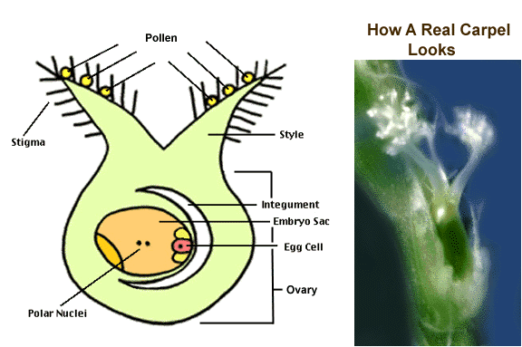 fertilization in plants diagram