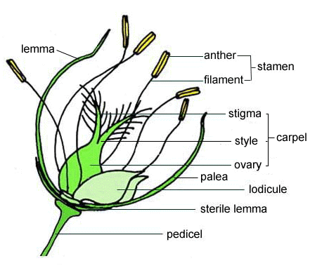 Floral diagram of rice