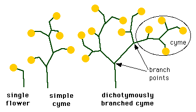 Tomato Reproduction