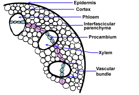 vascular bundle stem